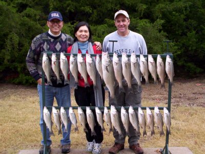Lake Texoma striper Lake Texoma striper