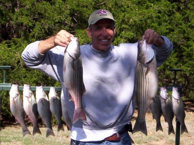 Lake Texoma stripers caught with StriperMaster Lake Texoma stripers caught with StriperMaster