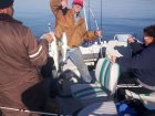 Lake Texoma striper fishing report from stripermaster