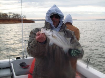 Lake Texoma striper fishing report