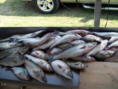 Lake Texoma striper fishing report